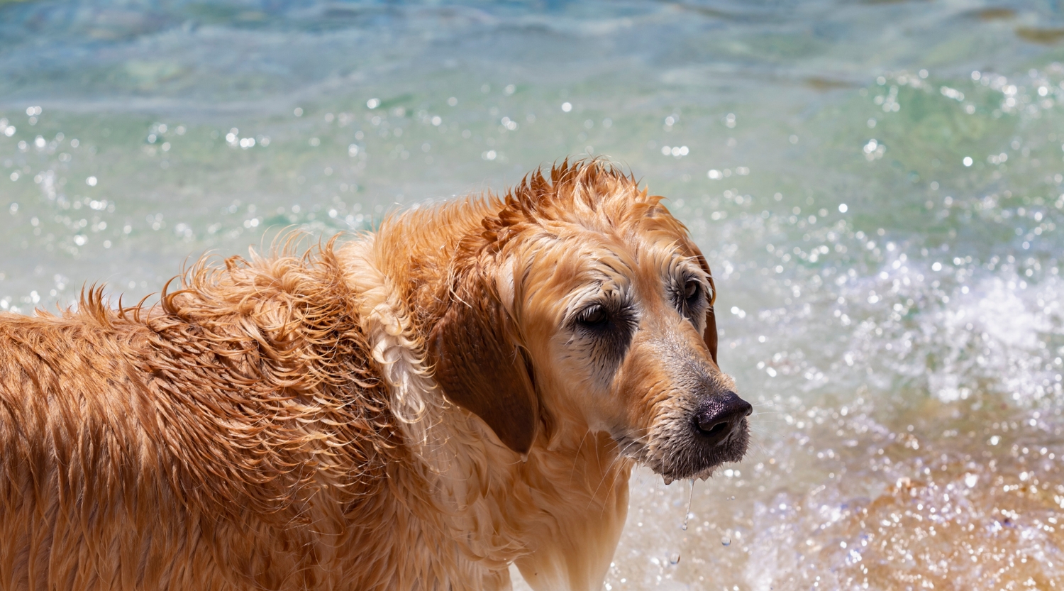 How to Keep Your Dog Safe and Happy in Summer