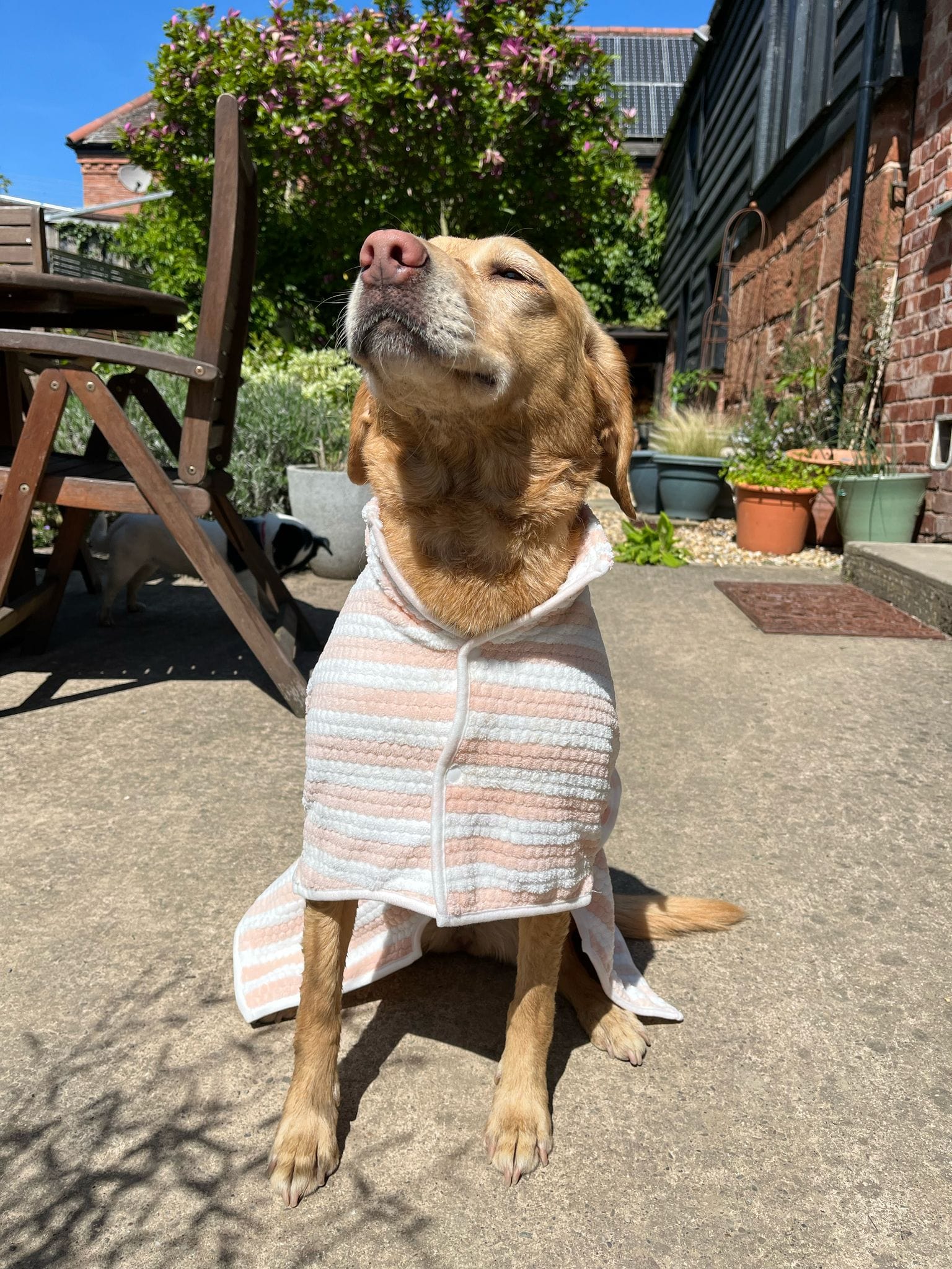 Bonnie Woof Dog Drying Robe