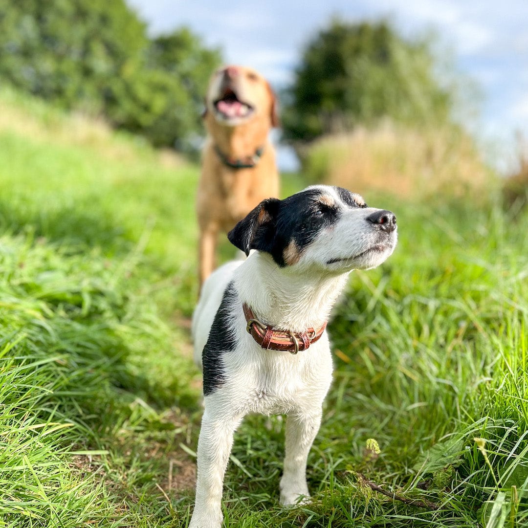 Bonnie Woof Padded Dog Collar