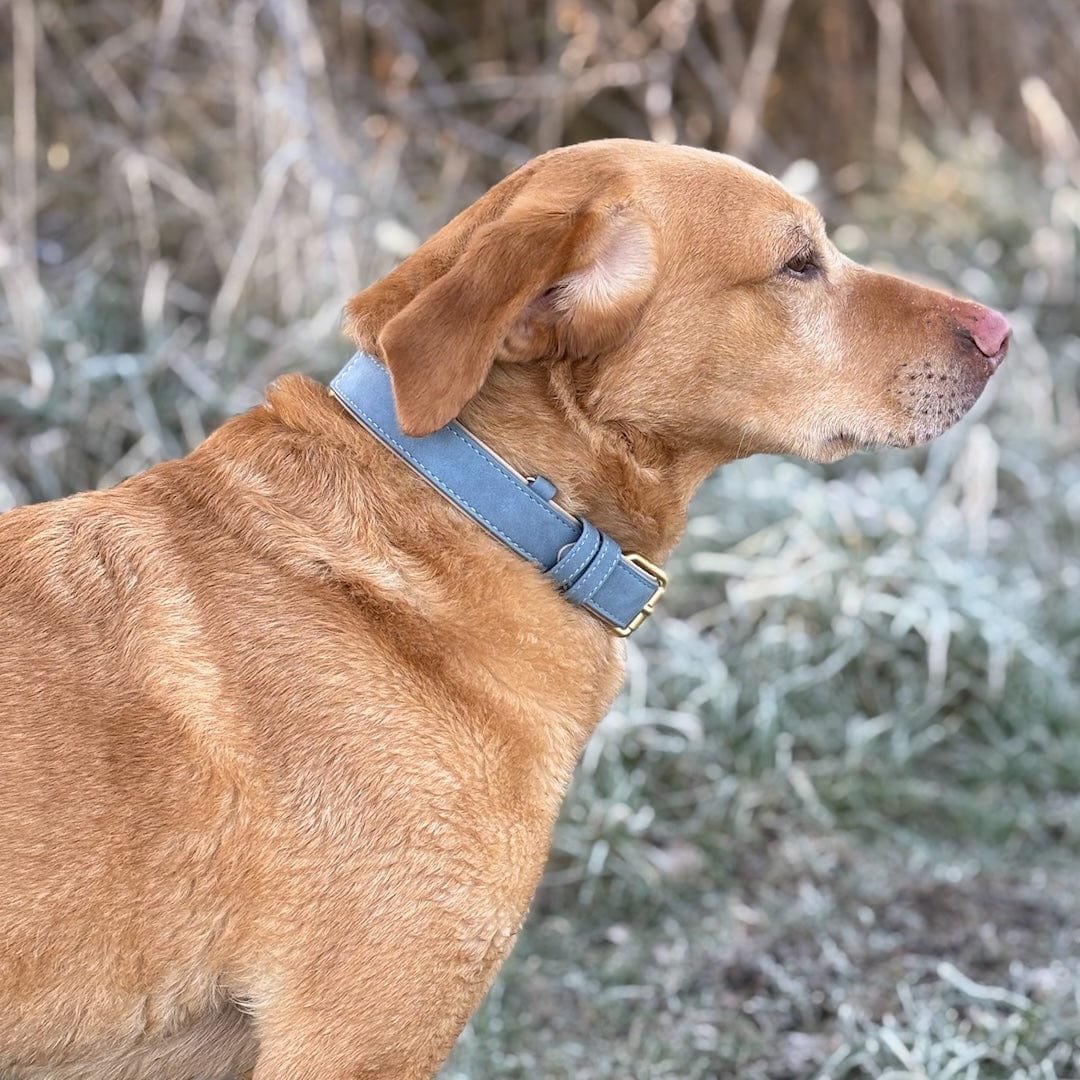 Bonnie Woof Soft Dog Collar