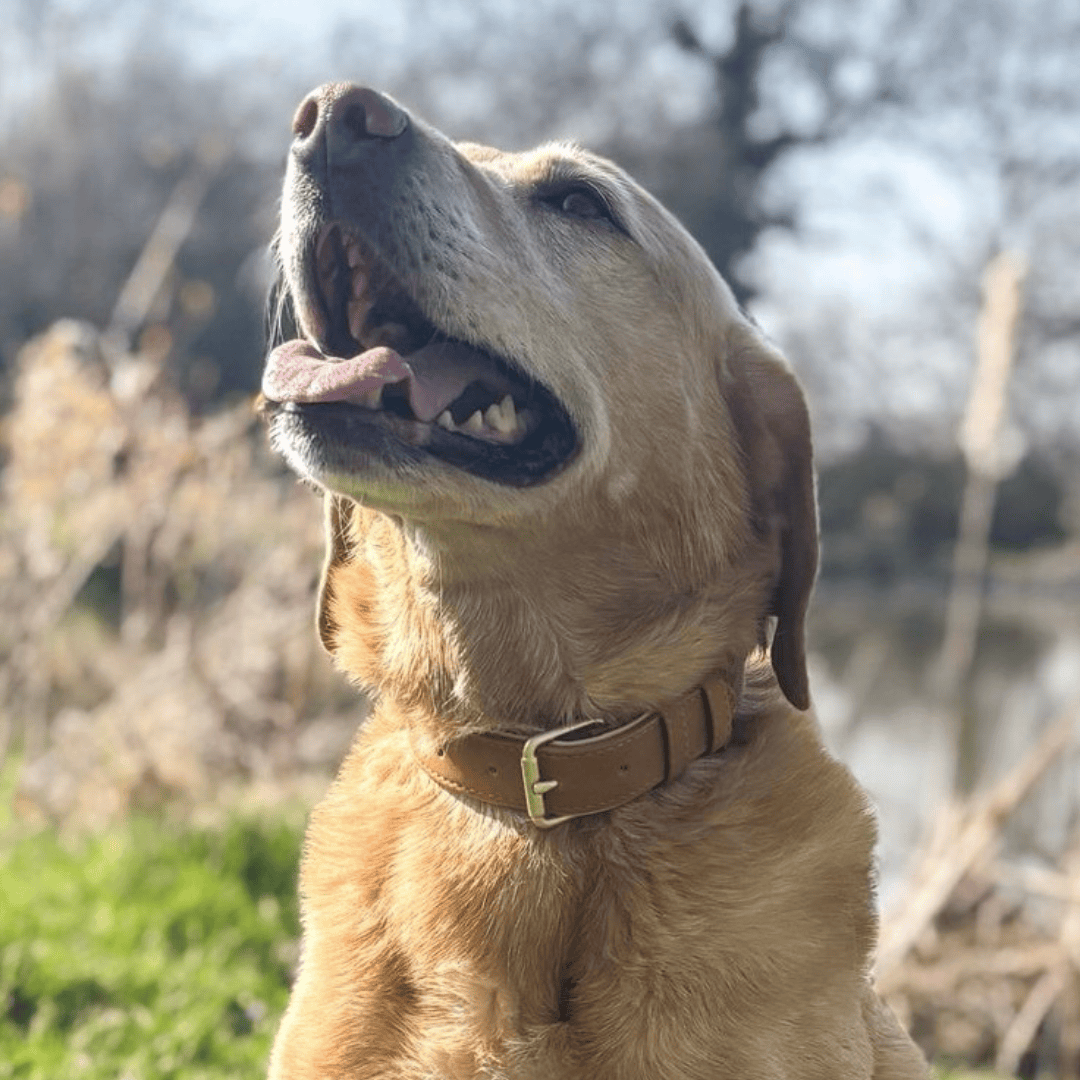 Bonnie Woof Soft Touch Collar