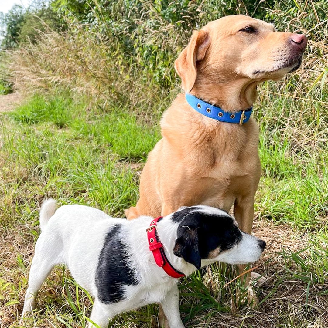 Bonnie Woof Waterproof Dog Collar