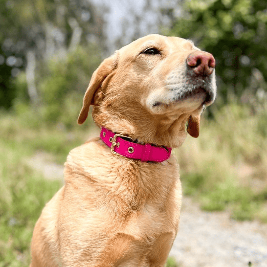 Bonnie Woof Waterproof Active Collar