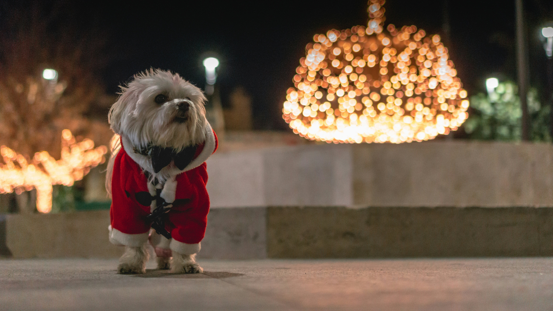 Bonnie Woof Christmas Dog Collars