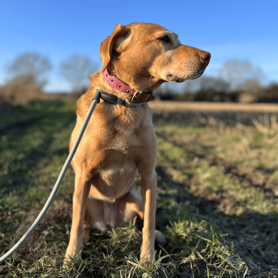 Bonnie Woof Grey/Green / 120cm EasyWalk Slip Lead