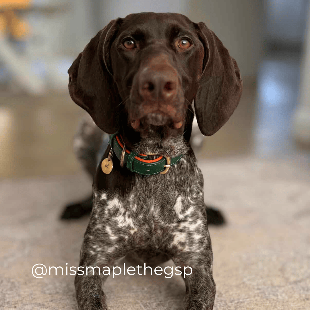 Bonnie Woof Barnaby Classic Collar