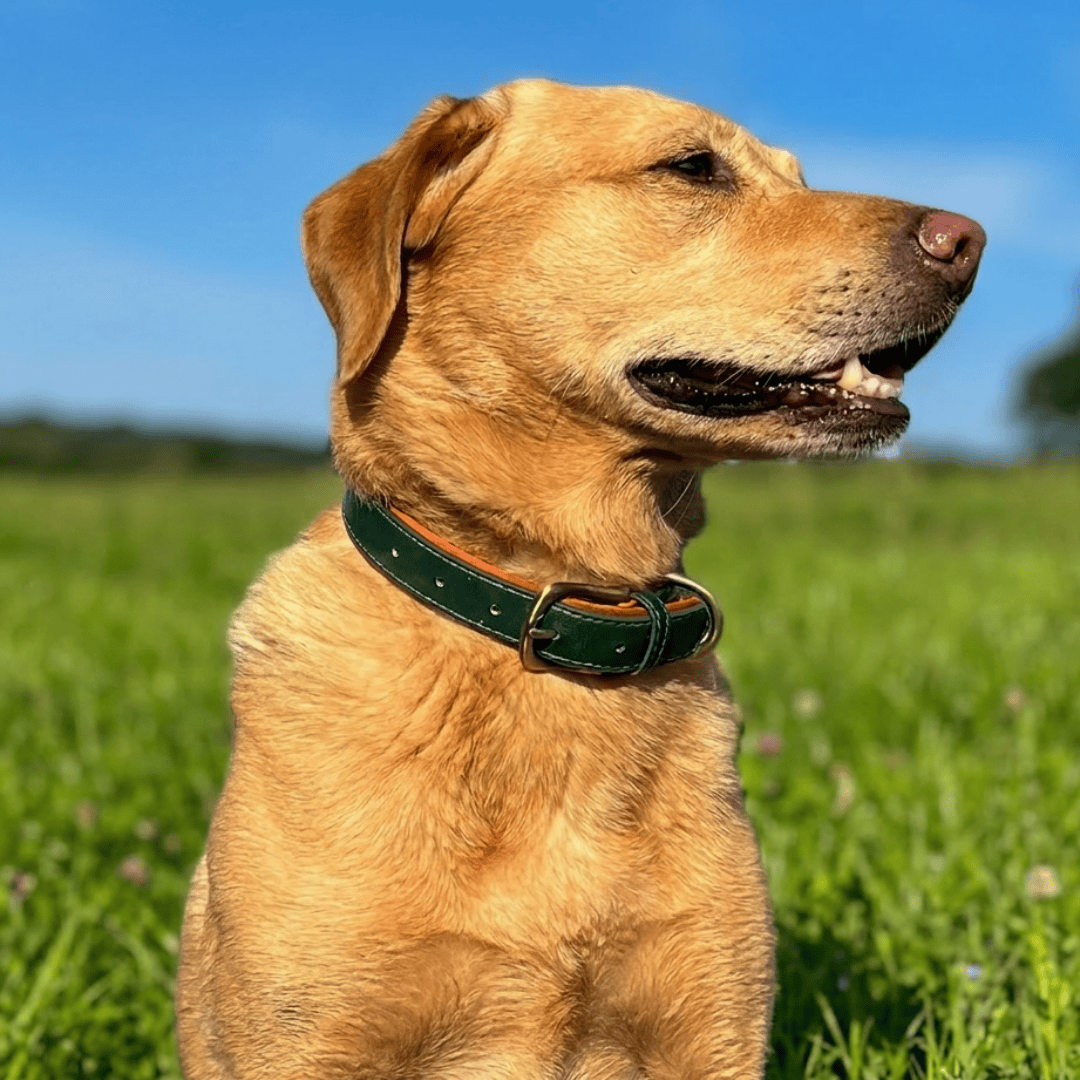 Bonnie Woof Barnaby Classic Collar