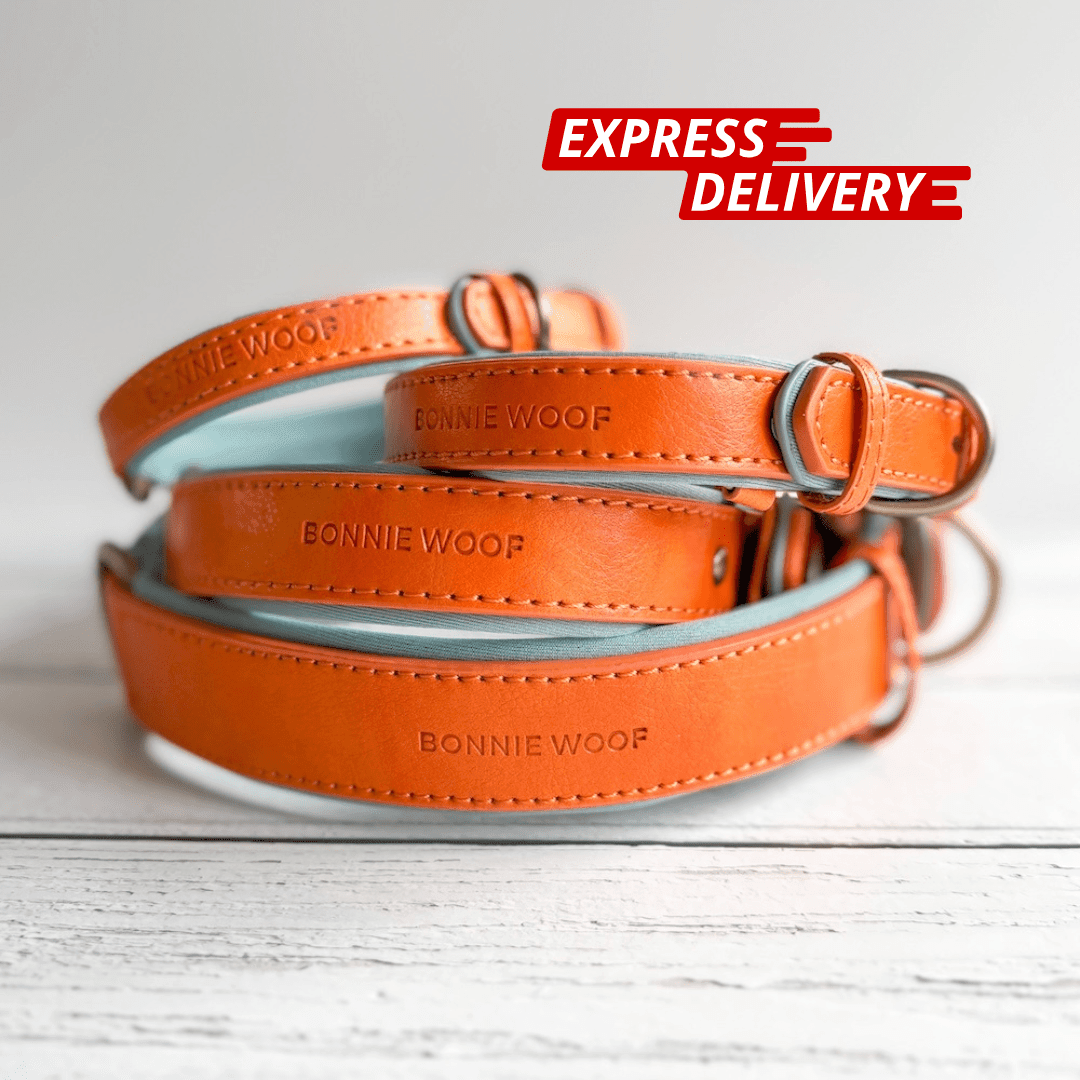 bonnie-woof-padded-dog-collar-orange