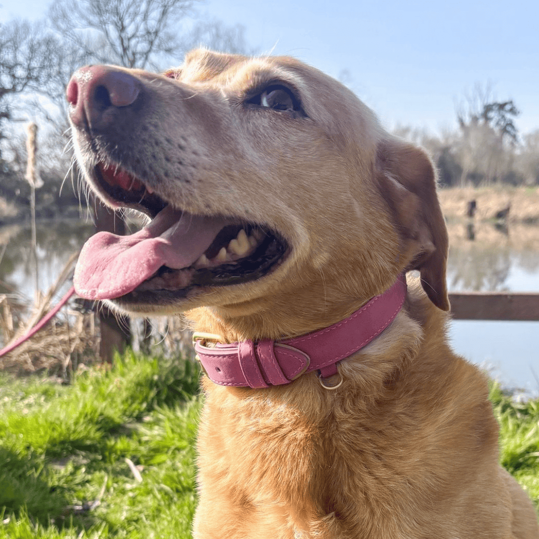 Bonnie Woof Soft Touch Collar