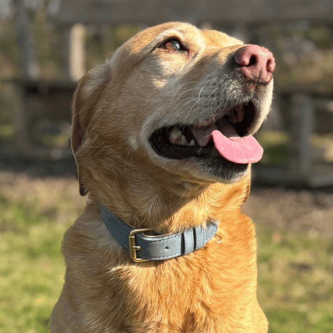 Bonnie Woof Soft Touch Collar