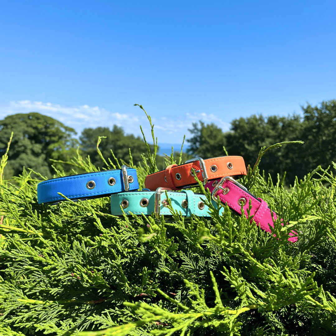 Bonnie Woof Waterproof Active Collar