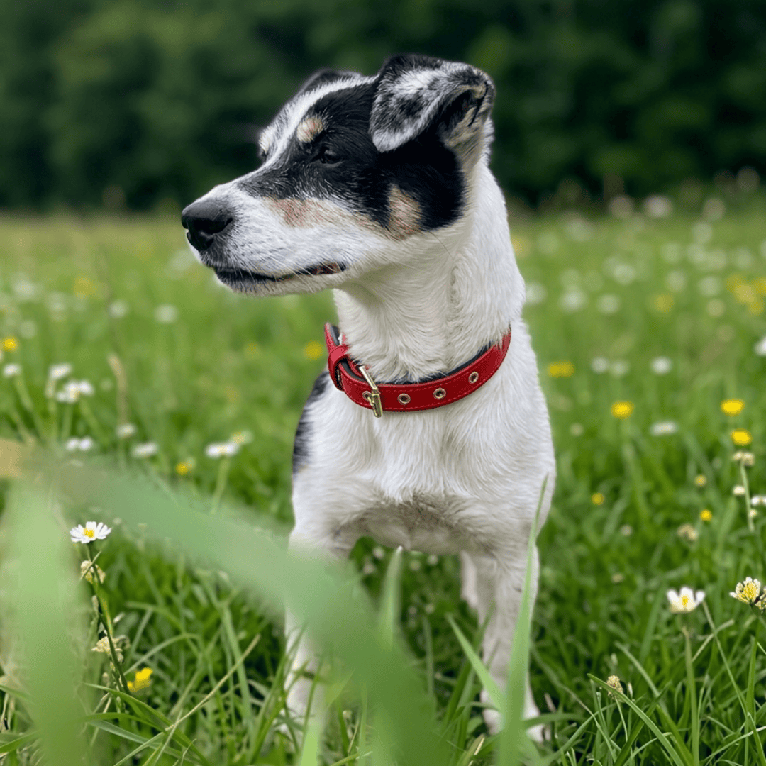 Bonnie Woof Waterproof Active Collar