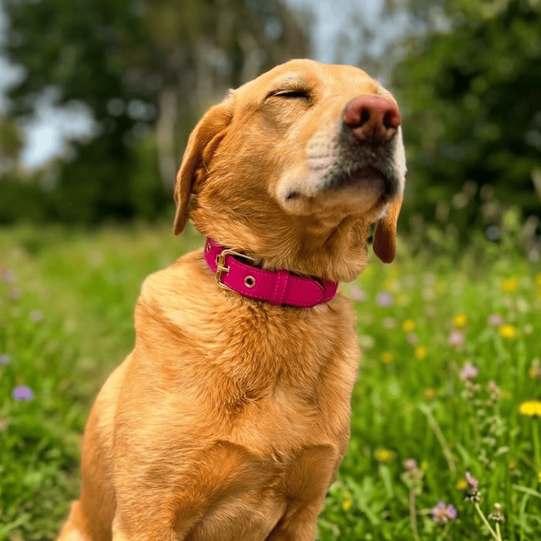 Bonnie Woof Waterproof Active Collar
