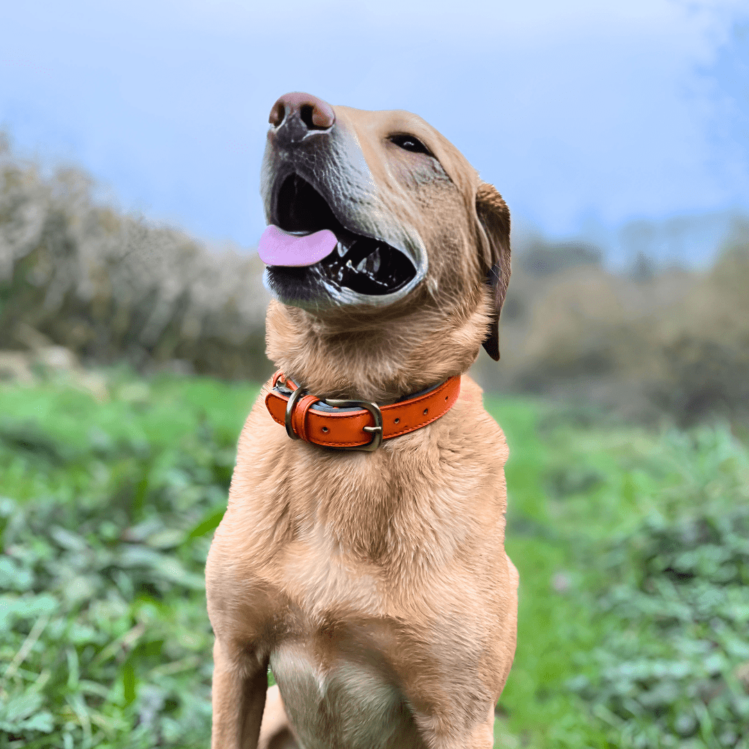 bonnie woof orange padded collar